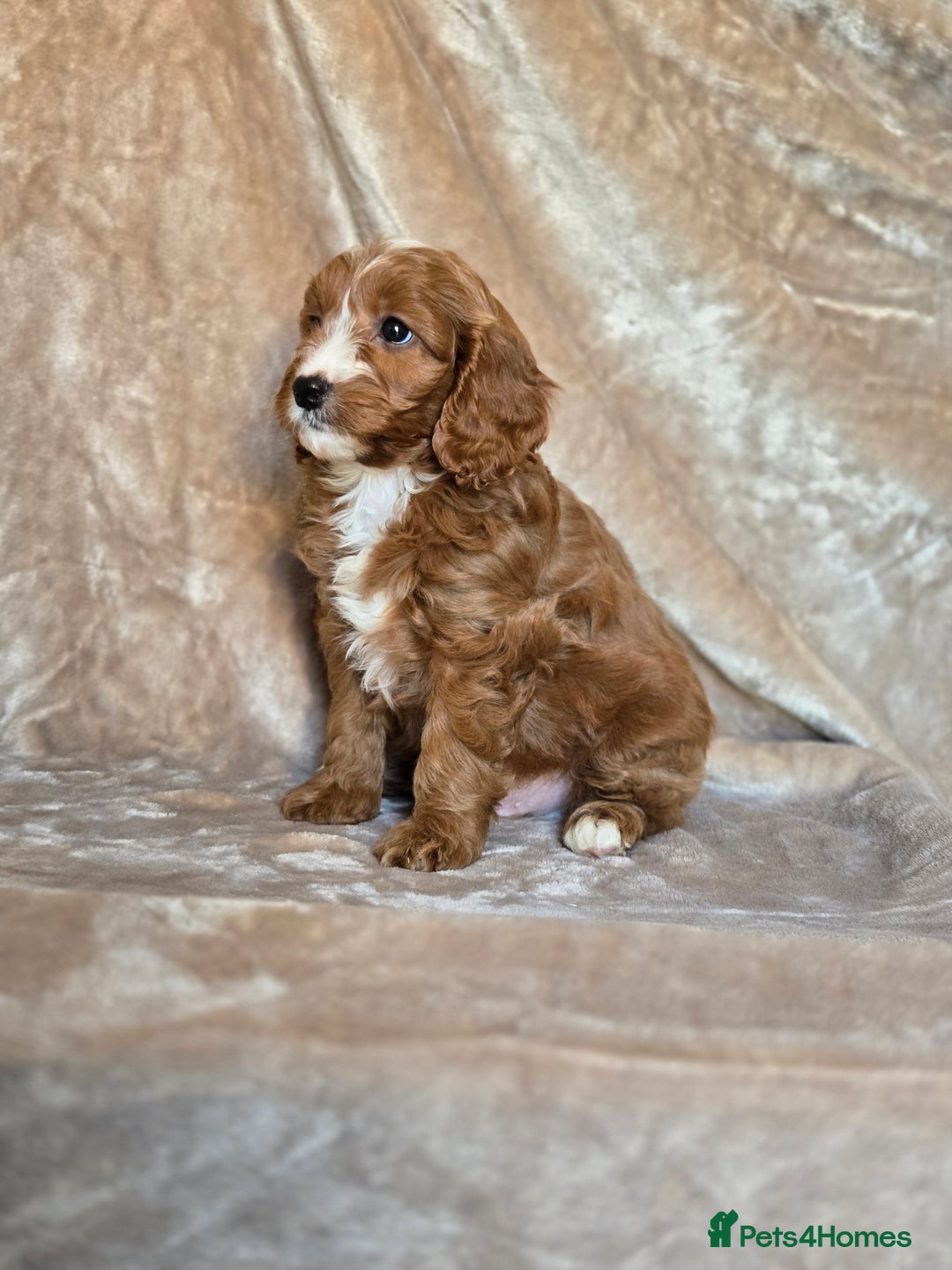 Cavapoo dogs for sale: Gorgeous Fox Red Cavapoo health tested parents  - Image 39