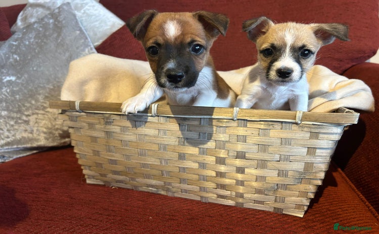 Jack Russell dogs - Advert 2