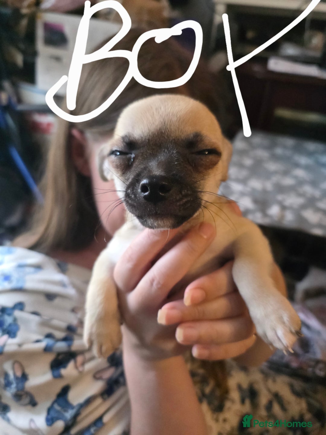 Chihuahua dogs for sale: Chihuahua puppies - Image 4