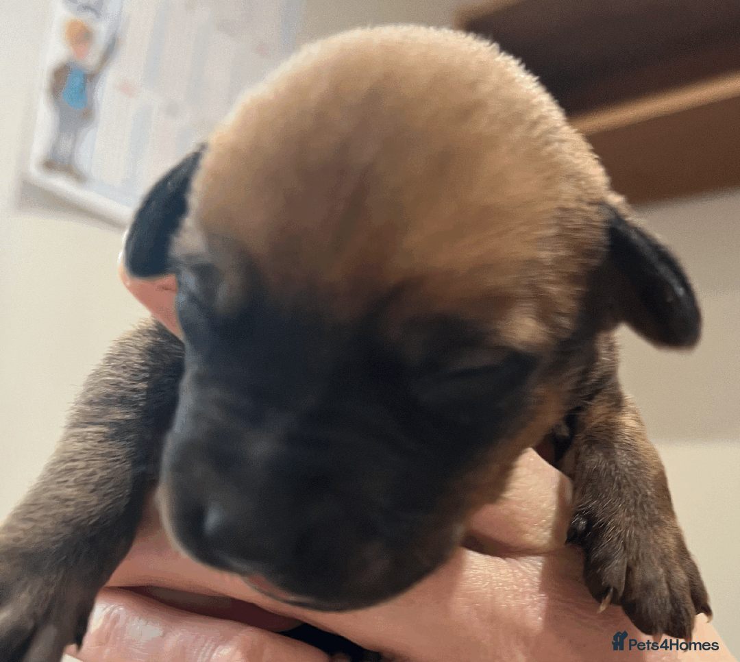 Rhodesian Ridgeback dogs for sale: * CUTENESS ALERT * READY END OF JANUARY - Advert 1