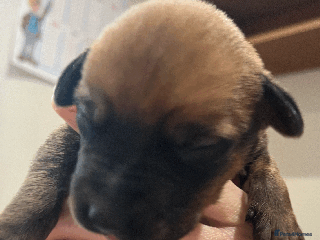 Rhodesian Ridgeback dogs * CUTENESS ALERT * READY END OF JANUARY - Advert 2