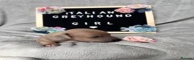 Italian Greyhound 3