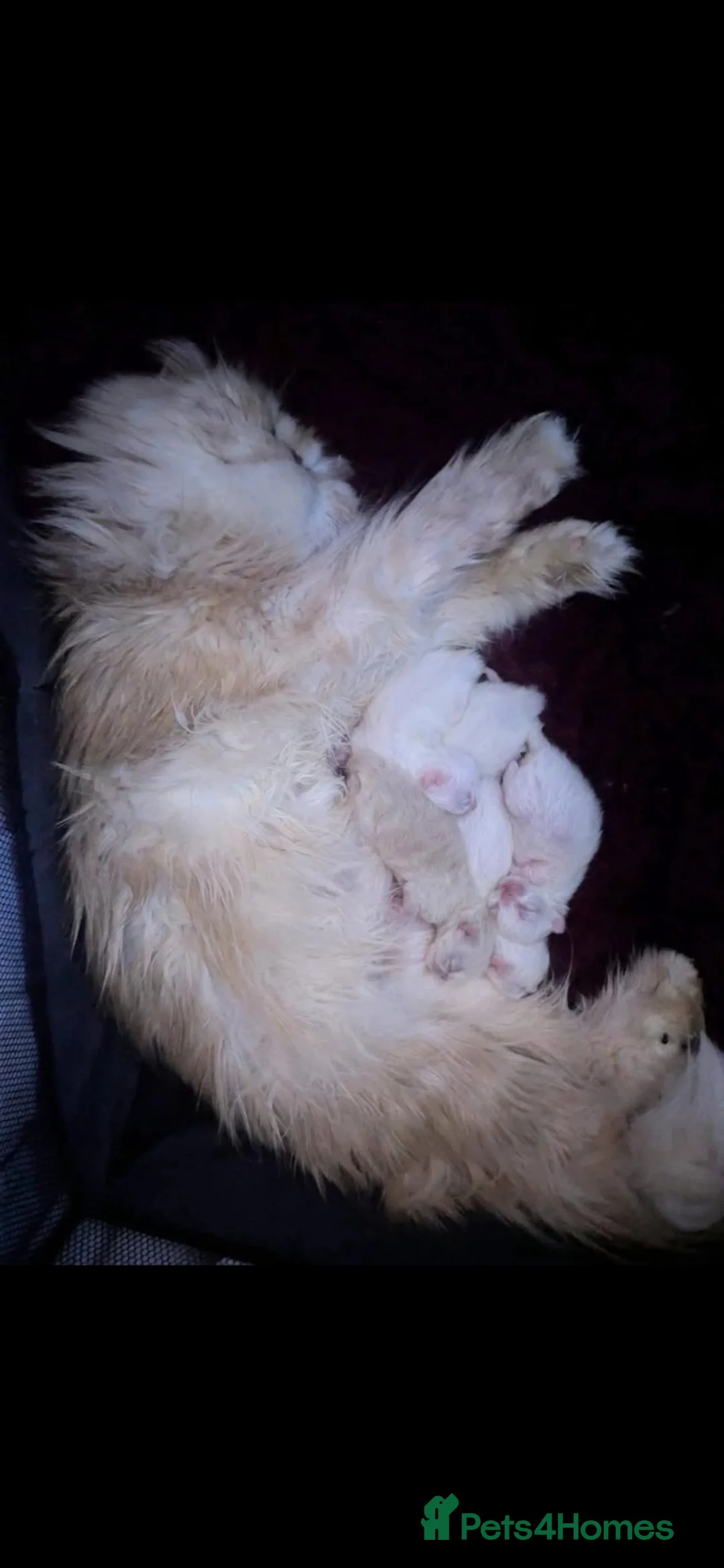 Persian cats for sale: EXOTIC DOLL FACE PERSIAN - LONG SOFT fur beautifu - Advert 4