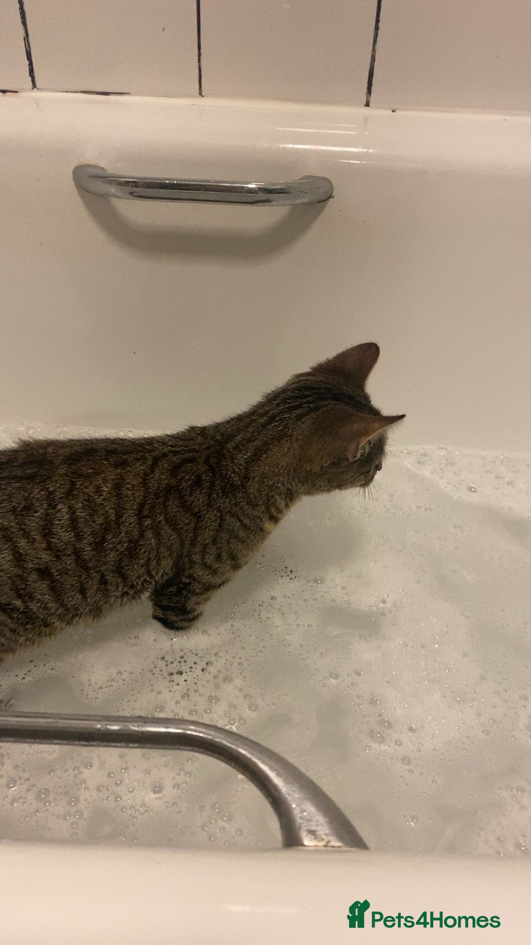 Bengal cats for sale: Beautiful baby bengal girl  - Advert 29