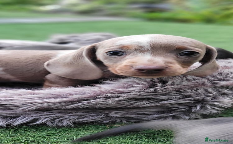 Miniature Dachshund dogs - Advert 8