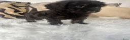 Cockapoo dogs for sale: F1 cockapoo puppies  in Preston - Advert 17