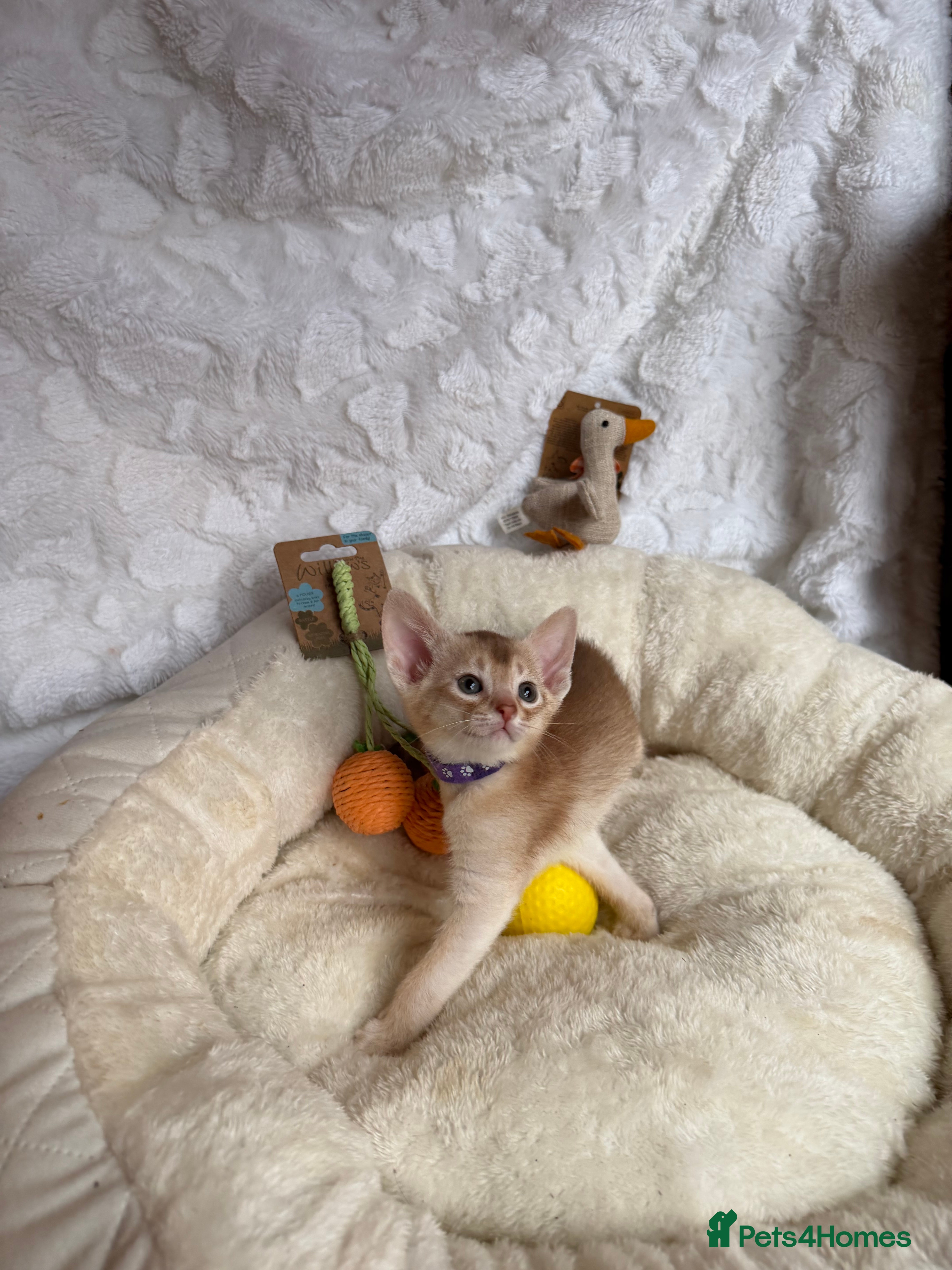 Abyssinian cats for sale: 🏆✨ CHAMPION Silver Cinnamon  Abyssinian  ✨🏆❤️ - Advert 29