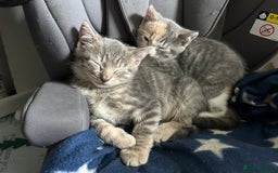 Domestic Shorthair cats for sale: Beautifully bonded brother & sister to go together - Image 12
