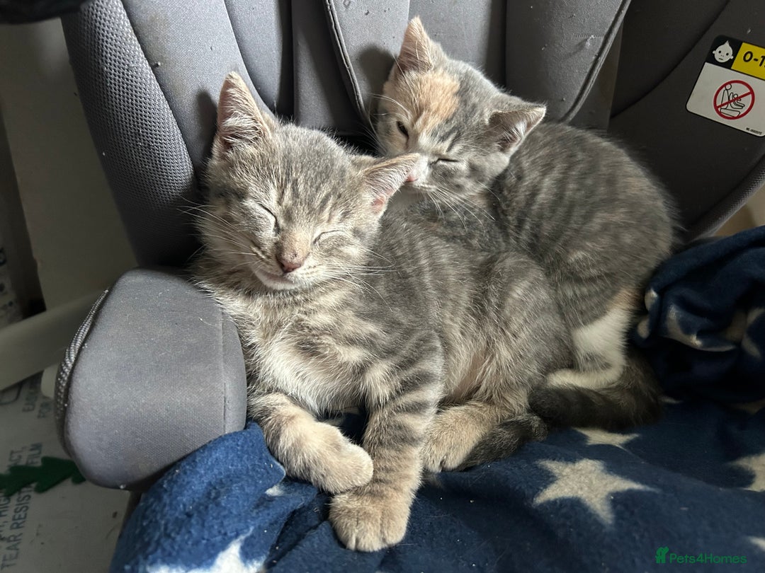 Domestic Shorthair cats for sale: Beautifully bonded brother & sister to go together - Image 12