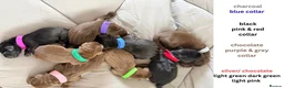 Labrador Retriever dogs for sale: charcoal/silver/black/chocolate Labrador puppies  - Advert 13