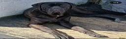 Cane Corso dogs for sale: Corso Mastiff Puppies  - Advert 2