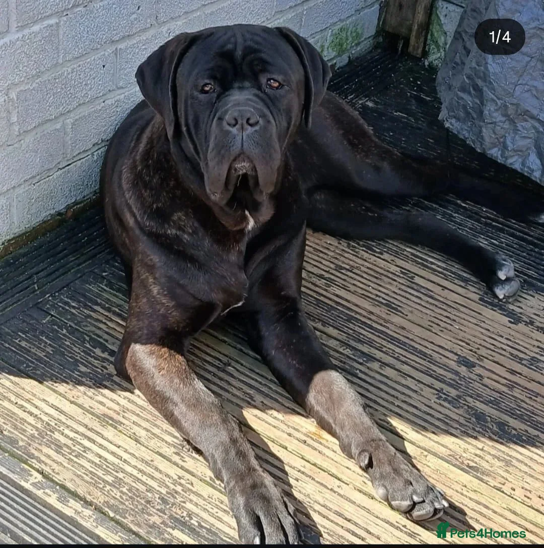 Cane Corso dogs for sale: Corso Mastiff Puppies  - Advert 2