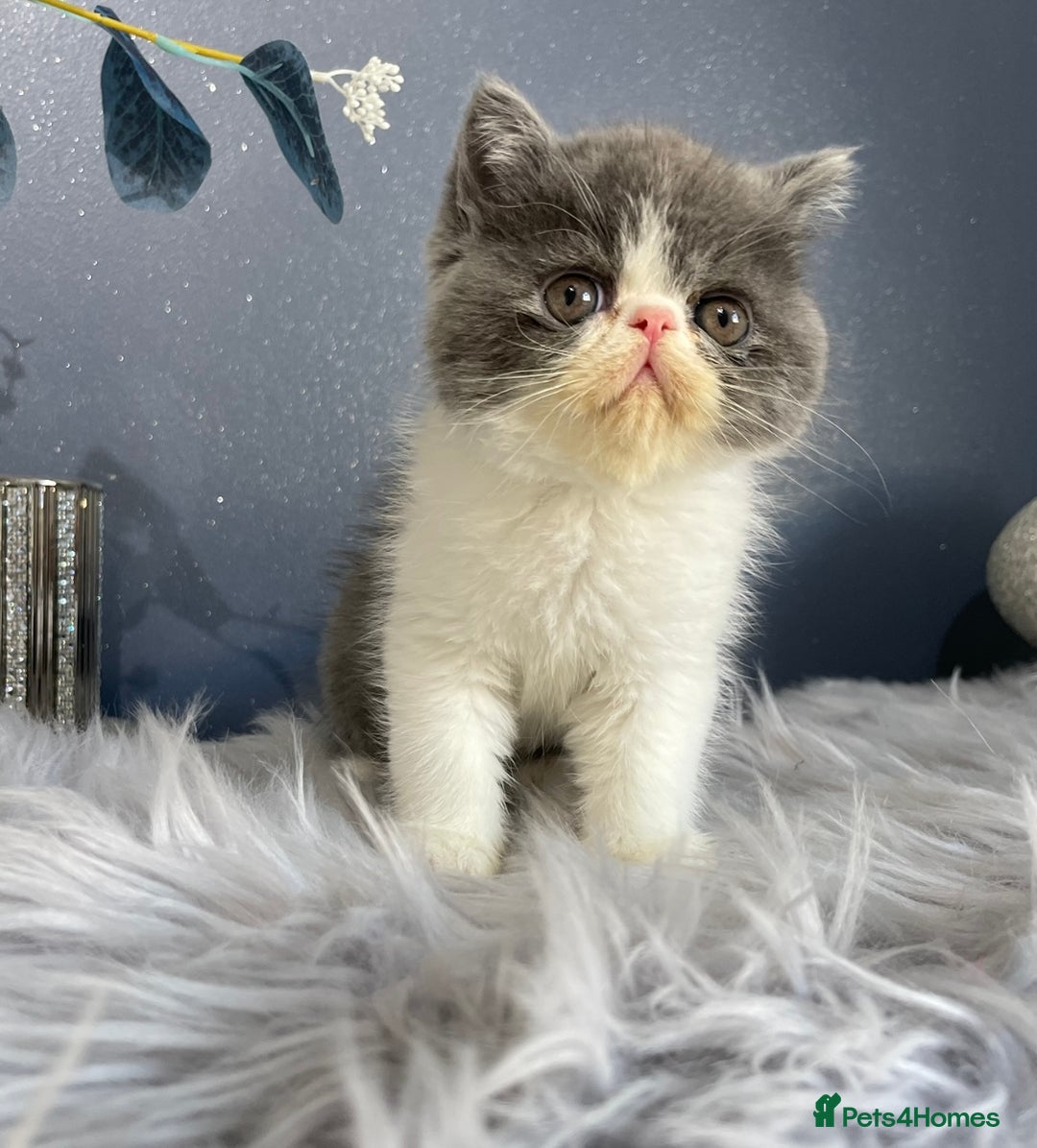 Exotic cats for sale: 🔥GCCF EXOTIC KITTENS READY DECEMBER  **  - Advert 2