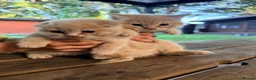 Scottish Fold cats for sale: Cute Scottish Fold Kittens 🐾 - Advert 5