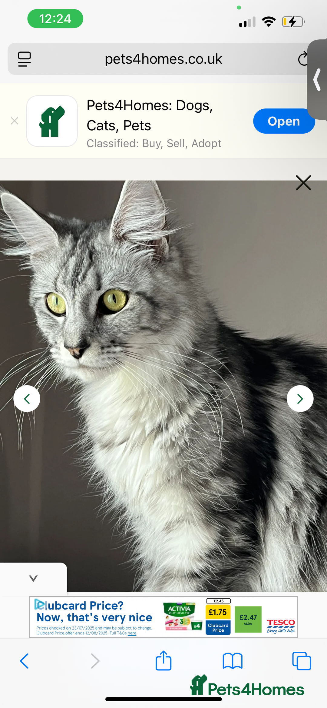 Maine Coon cats for sale: Last female kitten  - Image 2
