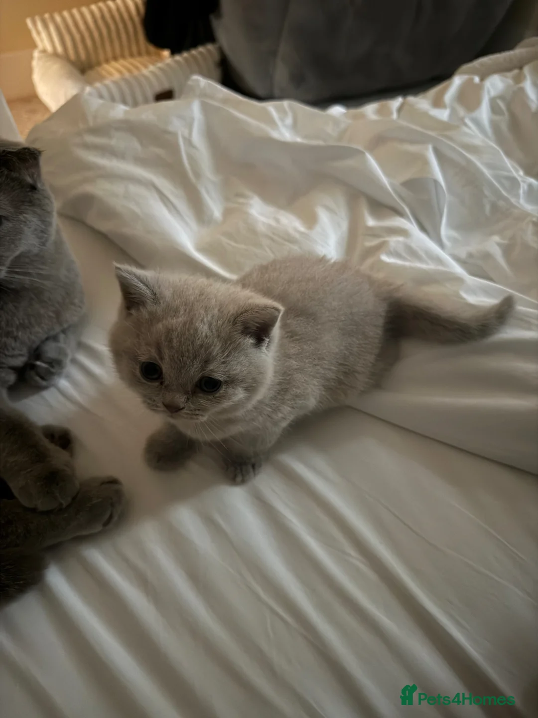 British Shorthair cats for sale: British Shorthair Kitten Ready for Loving Home  in London - Advert 2