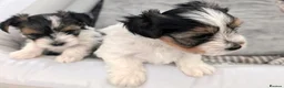 Biewer Terrier dogs for sale: Biewer terrier puppies x 2 boys - Advert 10