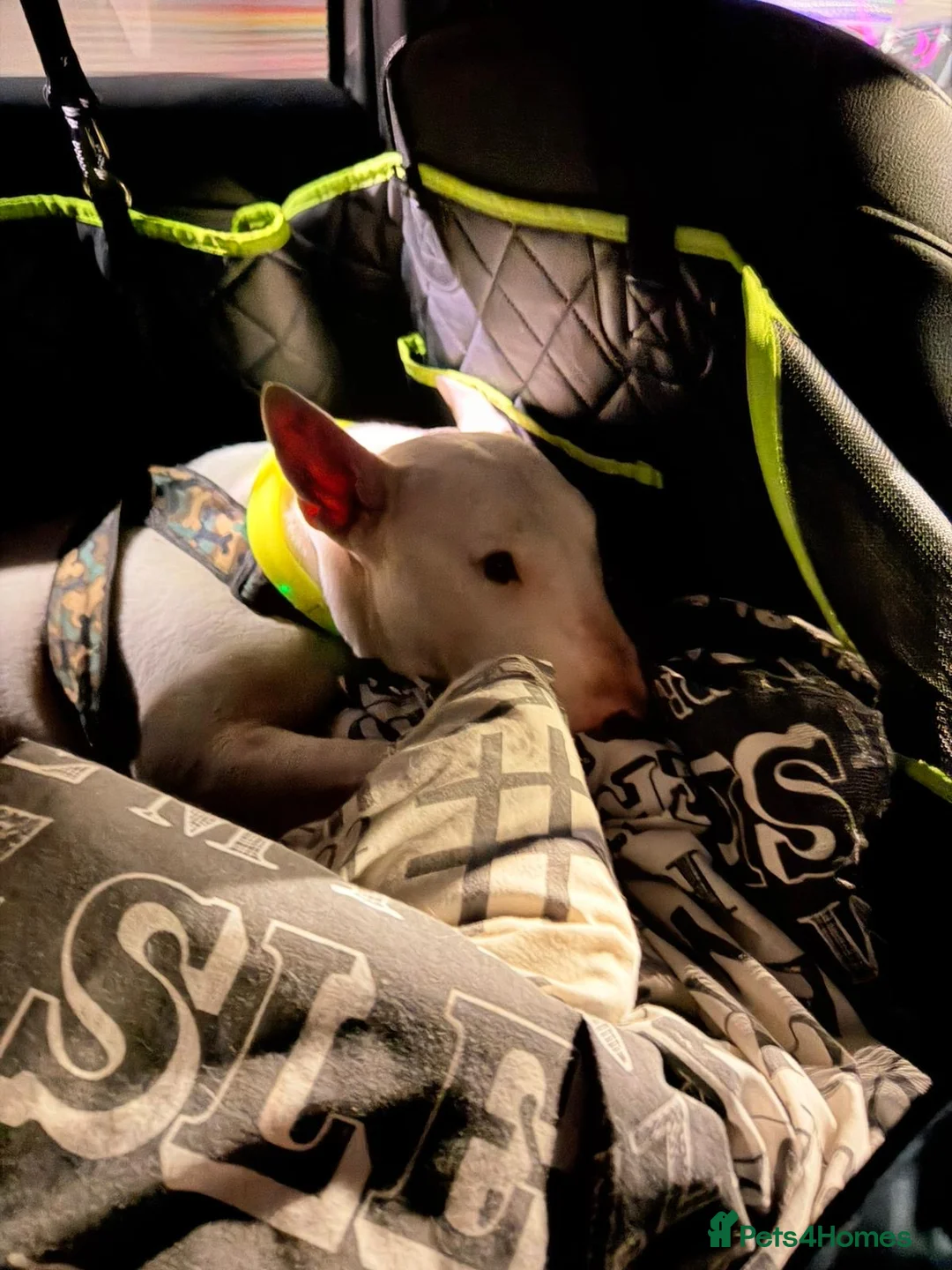 English Bull Terrier dogs for sale: Jayko KC Registered English Bull Terrier - Advert 9