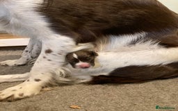 English Springer Spaniel dogs for sale: FIFTH generation! 7 litters, 36 pups, 32 families! - Image 10