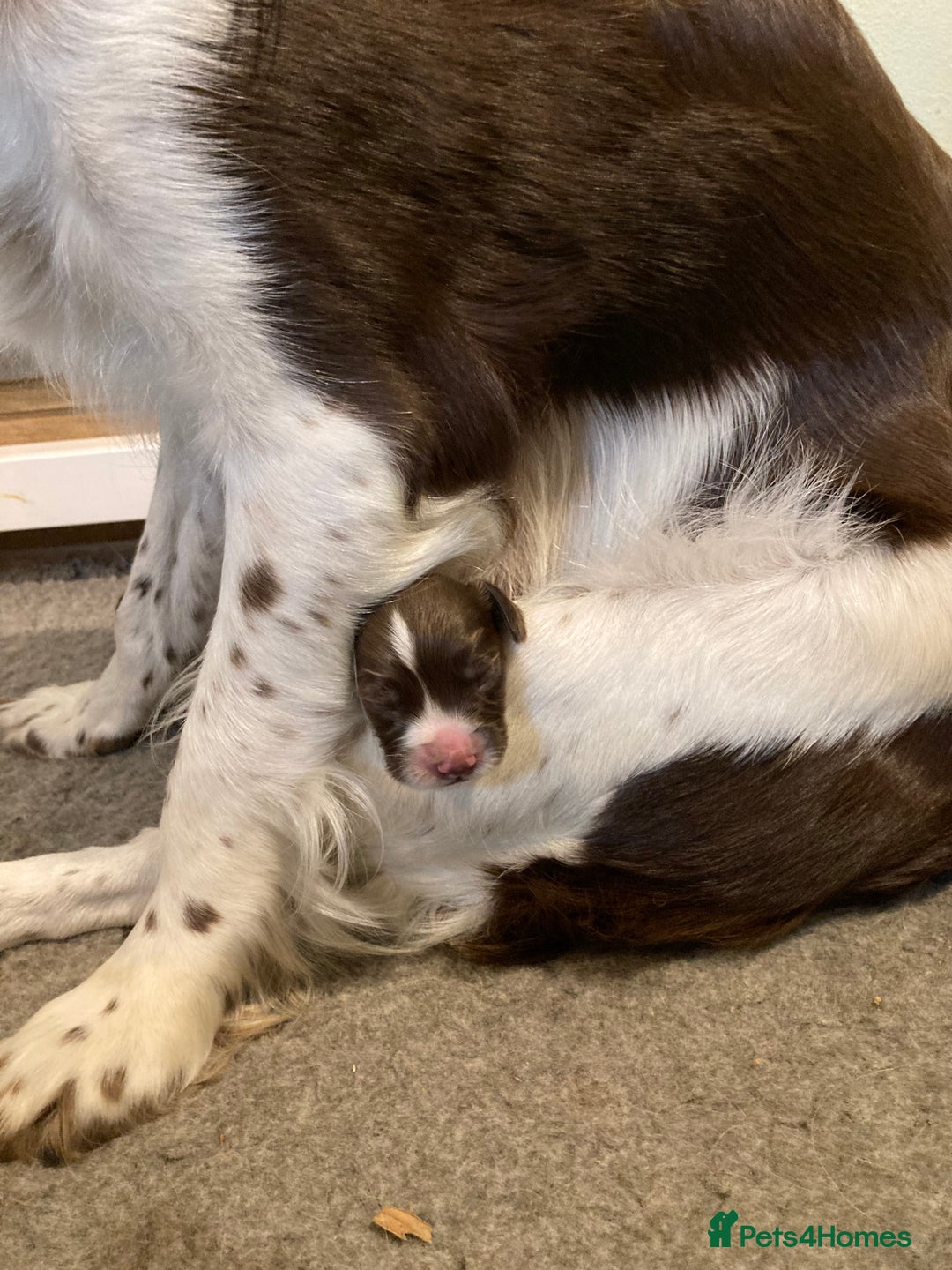 English Springer Spaniel dogs for sale: FIFTH generation! 7 litters, 36 pups, 32 families! - Image 10