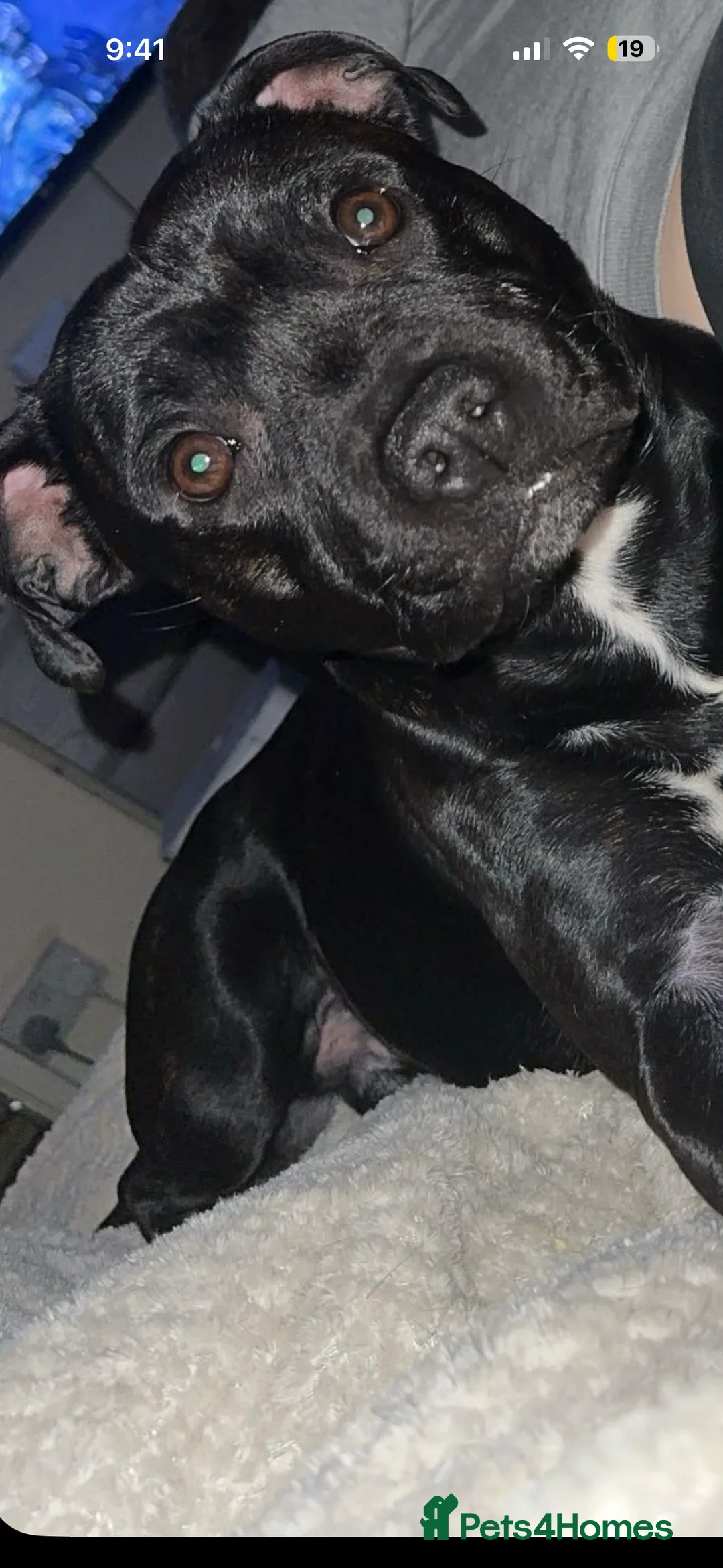 Staffordshire Bull Terrier dogs for stud: Looking to stud him out - Advert 2