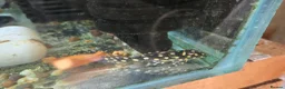 Other/Mixed Breed fish for sale: VARIOUS FRESHWATER FISH AND DRY GOODS  - Advert 4