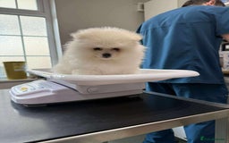 Pomeranian dogs for sale: Beautiful ** Pomeranians - Image 11