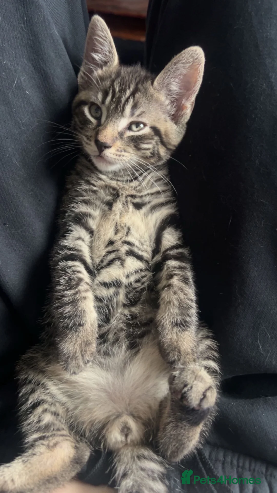 Mixed Breed cats for sale: Beautiful male kittens in Gosport - Advert 2