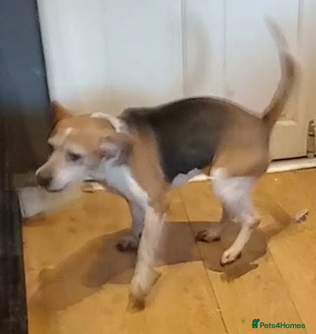 Beagle dogs for sale: Bruno - Beagle (new pictures & info on request) - Advert 3