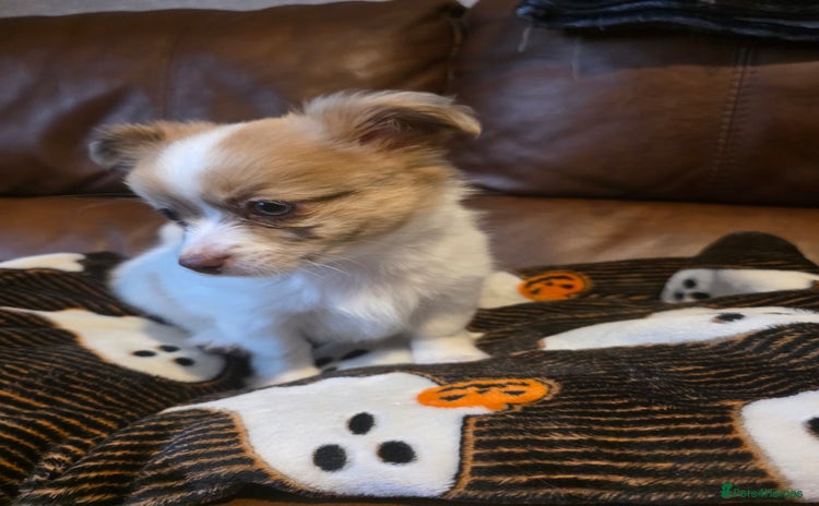 Pomchi dogs Last remaining Pomchi boy. - Advert 1