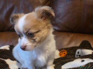 Pomchi dogs Last remaining Pomchi boy. - Advert 1