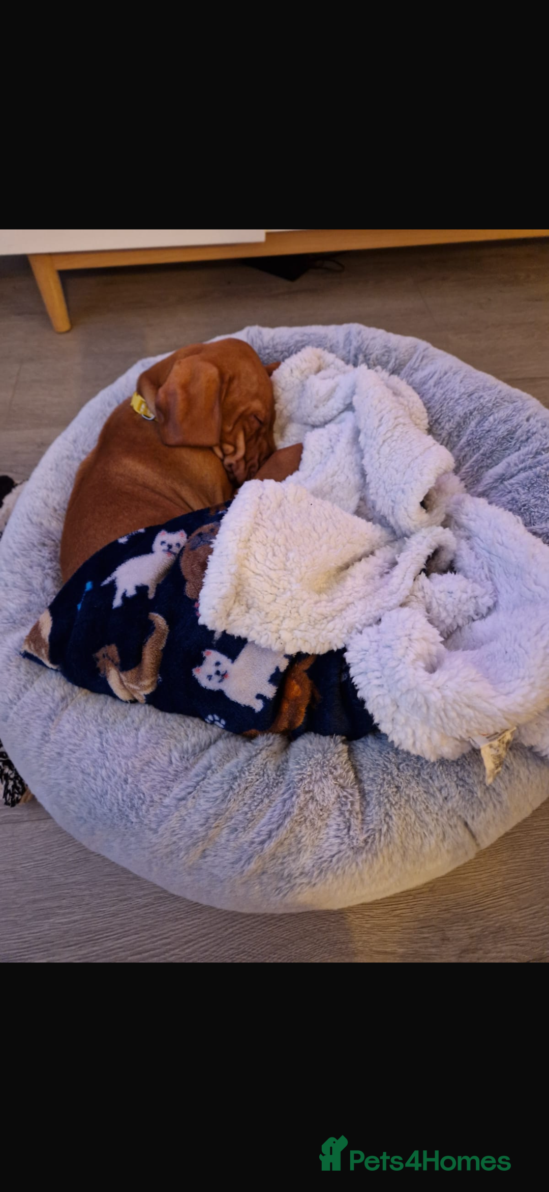 Hungarian Vizsla dogs for sale: 9 week old adorable Hungarian Vizsla Girl - Advert 3