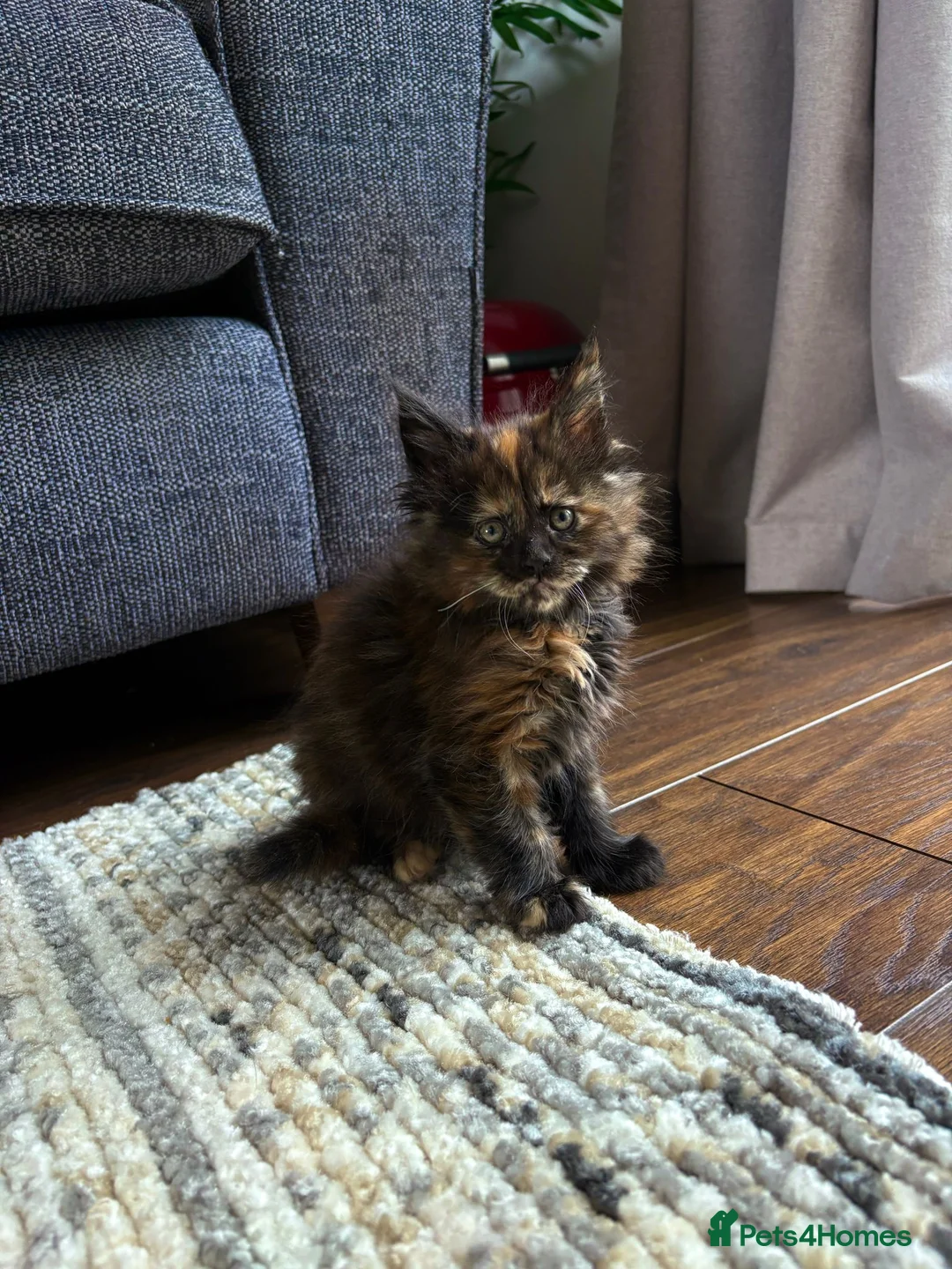 Maine Coon cats for sale: Adorable mainecoon kittens  - Advert 11
