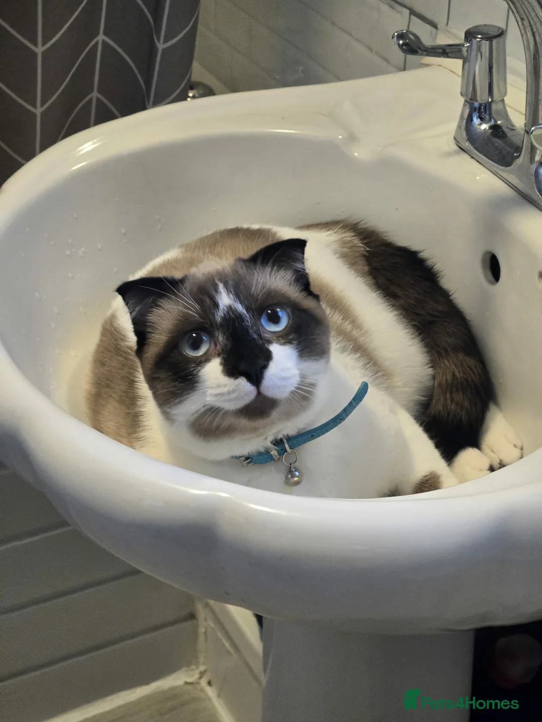 Scottish Fold cats for sale: Scottish Fold Kitten – 6 Weeks Old in Worcester - Advert 2
