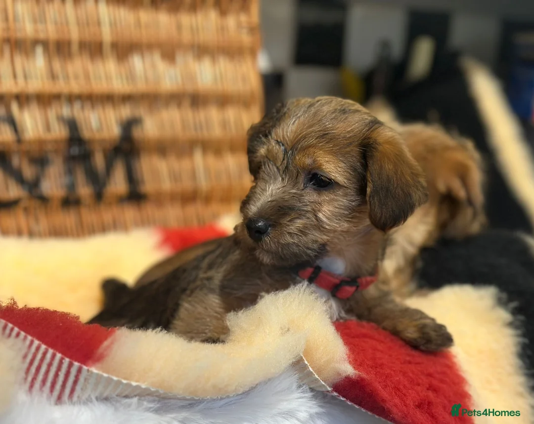 Mixed Breed dogs for sale: Stunning NORJACK pups ready now  - Advert 2