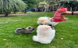 Pomeranian dogs for sale: Pomeranian puppies 🐶  - Image 11