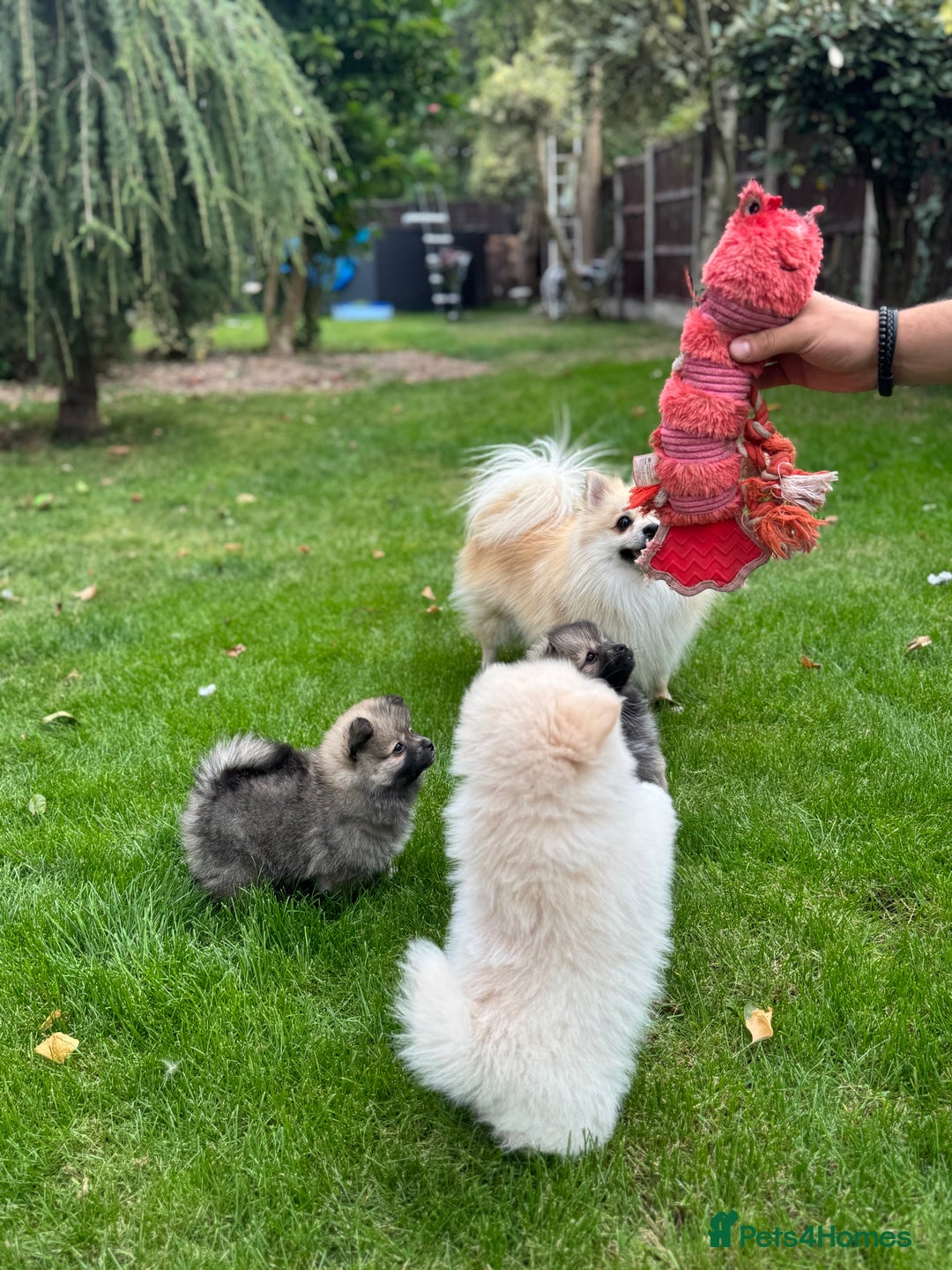 Pomeranian dogs for sale: Pomeranian puppies 🐶  - Image 11