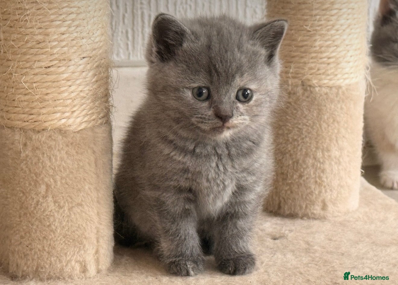 British Shorthair cats  Beautiful British Shorthair Kittens ✨🐾 - Advert 17