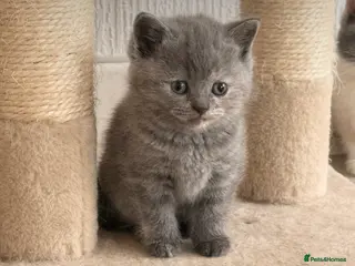 British Shorthair cats Beautiful British Shorthair Kittens ✨🐾 - Advert 17