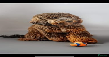 Cockapoo dogs CHAMPION COCKAPOO - Advert 12