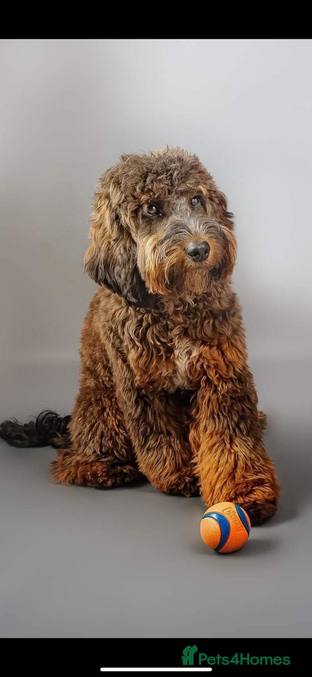 Cockapoo dogs for sale: CHAMPION COCKAPOO - Image 3