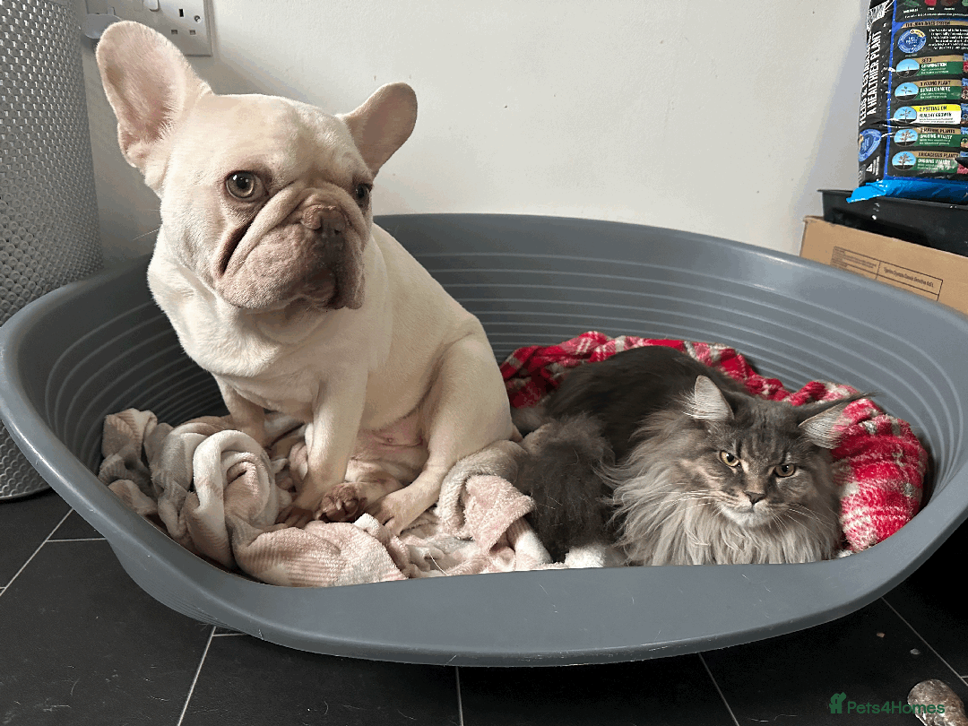 French Bulldog dogs for sale: White male French bulldog - Image 6