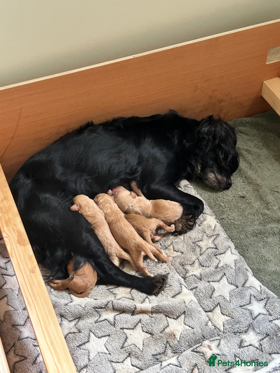 Cocker Spaniel dogs for sale: Cocker Spaniel puppies - Advert 21