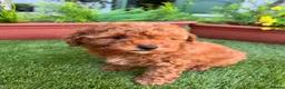 Cockapoo dogs for sale: Stunning F1B toy cockapoos - Advert 5