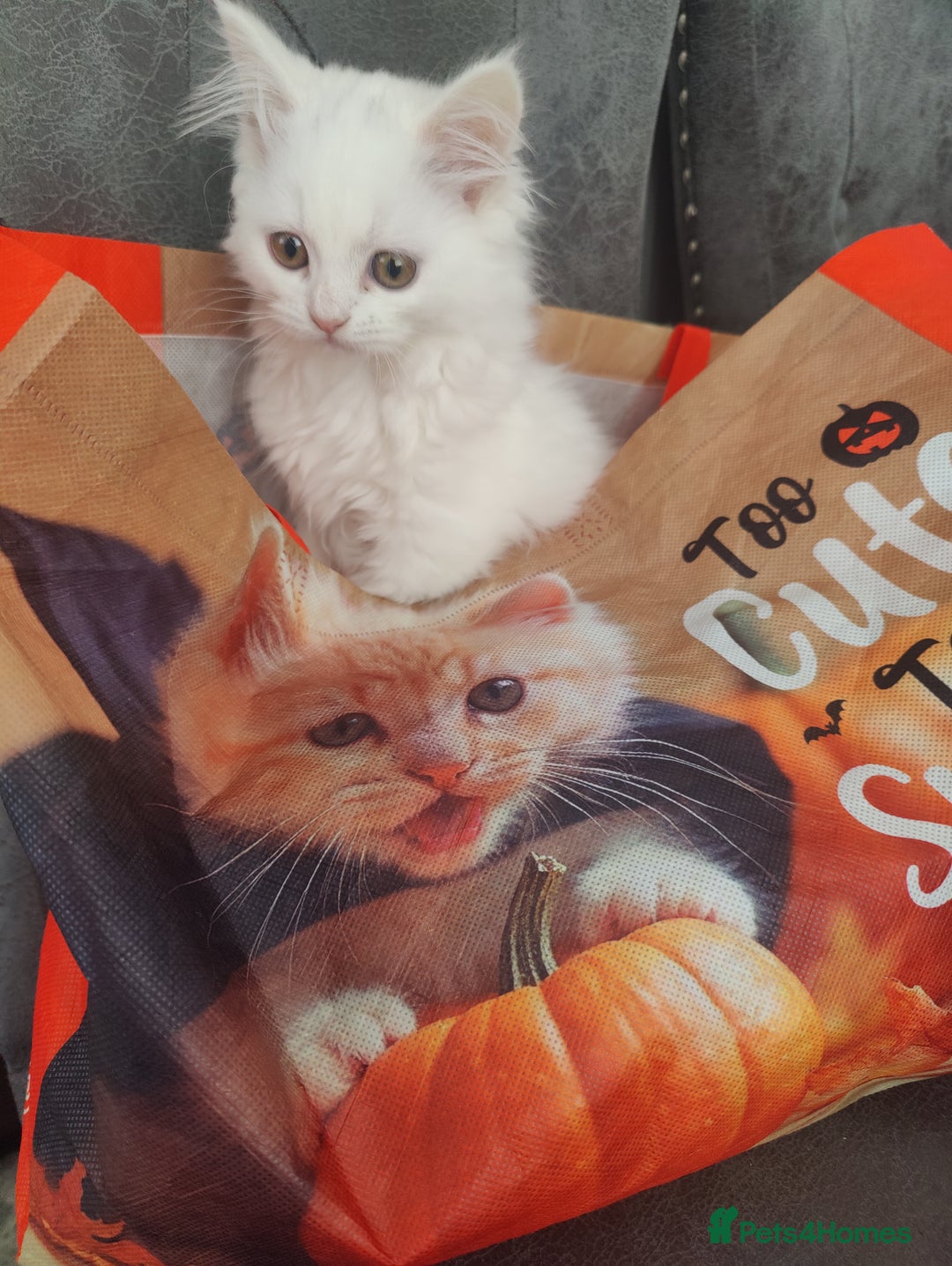 Mixed Breed cats for sale: Persian Mix kittens  - Advert 33