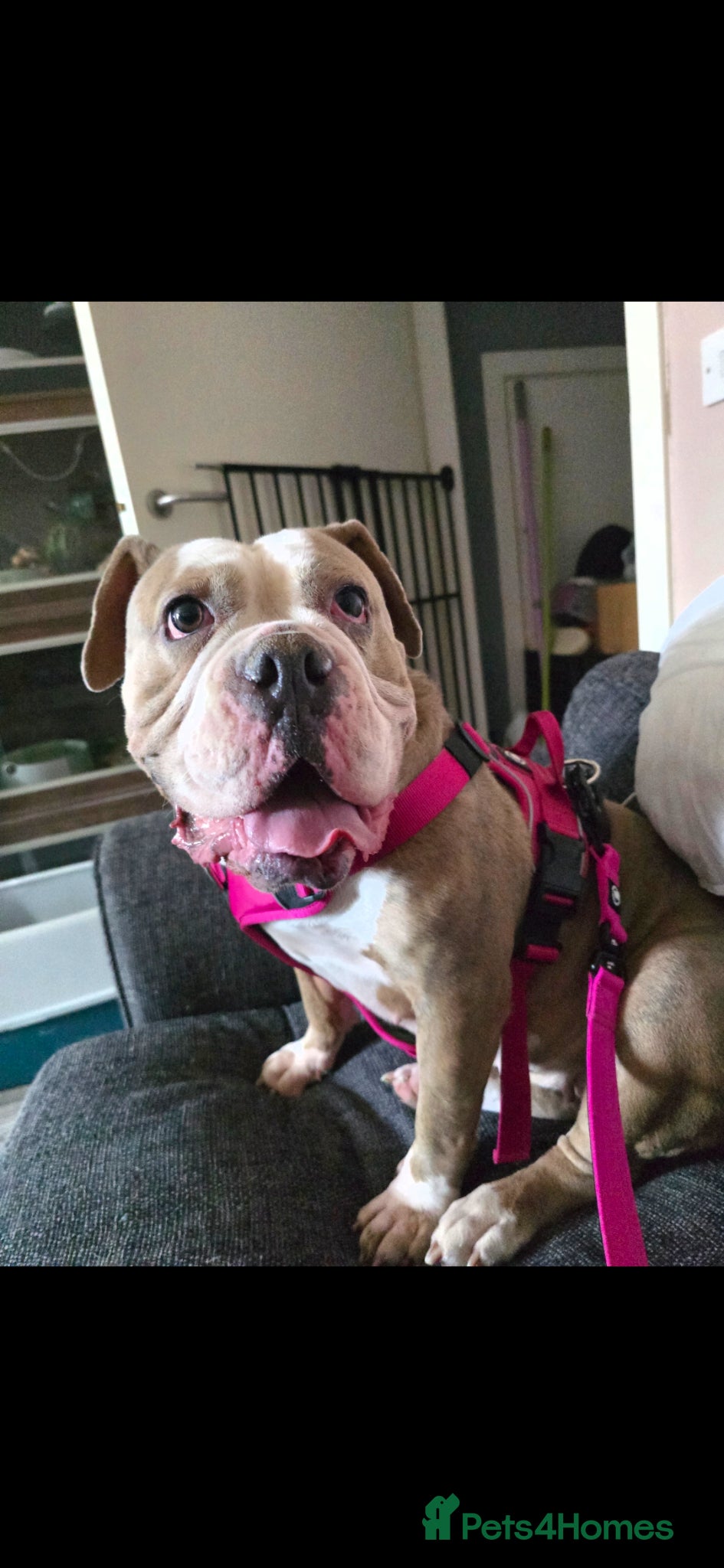 Dorset Olde Tyme Bulldogge dogs Gorgeous bulldog for rehoming - Advert 15