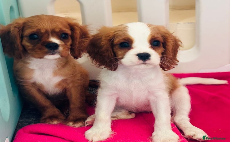 Cavalier King Charles Spaniel dogs in Arundel - Advert 10
