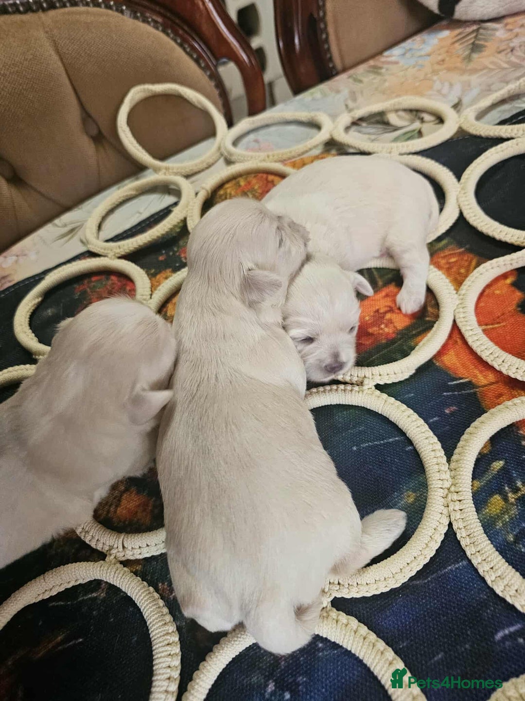 Maltese dogs for sale: 4 puppies bichons maltese - Image 12