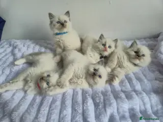 Ragdoll cats Ragdoll kittens - Advert 14