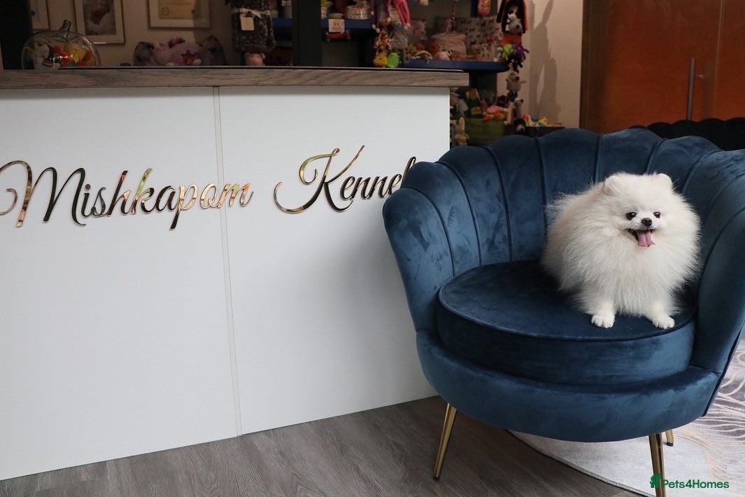 Pomeranian dogs Optical White Pomeranian stud  - Advert 2